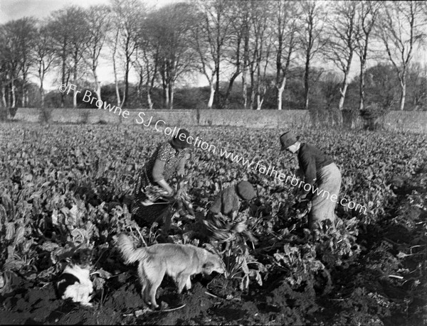 BEET WORKERS